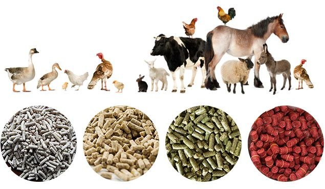 Procesarea Știuleților de Porumb pentru Hrana Bovinelor cu Utilaje MAIKONG 4 Animal Feed Factory Project