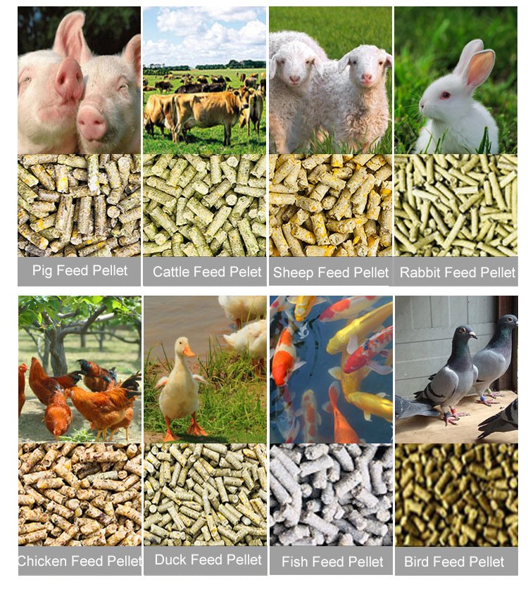 Avantajele Furajului Unic (TMR) Granulat Pentru Fermele de Îngrășare Taurine 3 Special Materials Pellet Plant Project